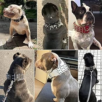 DOG COLLAR WIDE ブラック CANISALFA 4